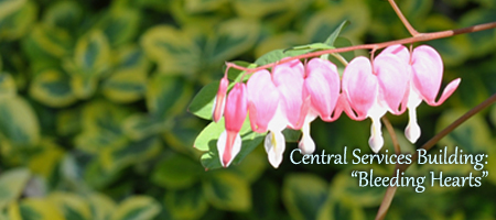 bleeding hearts