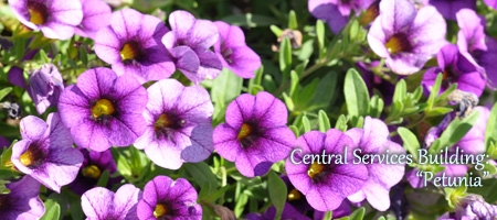 petunia