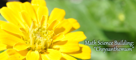 chrysanthemum