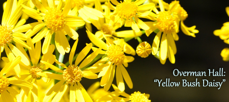 yellow bush daisy