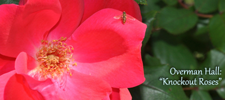 knockout roses