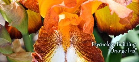 orange iris