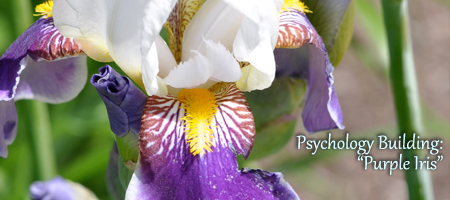 purple iris