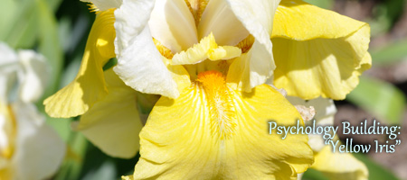 yellow iris