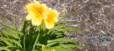 day lillies