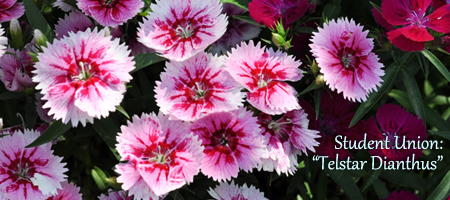 telstar dianthus