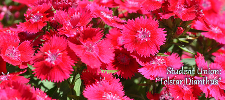 telstar dianthus