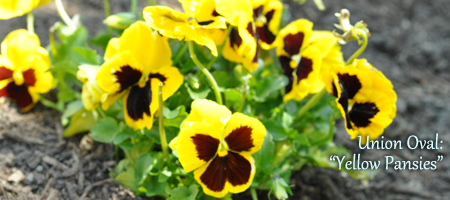 yellow pansies