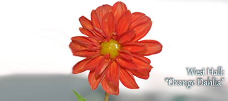 orange dahlia