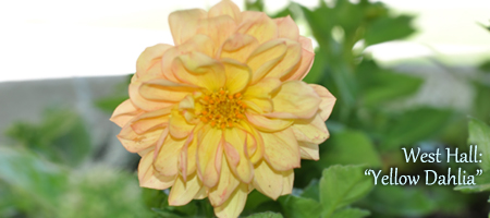 yellow dahlia