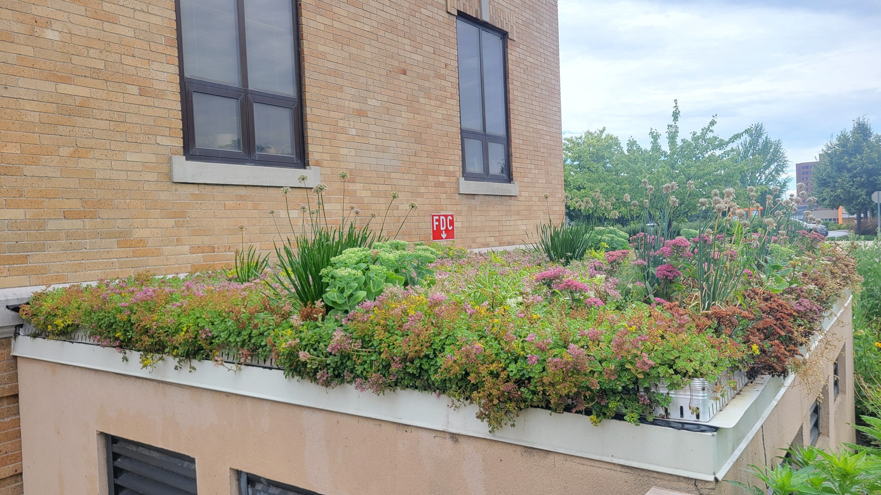 After - LiveRoof