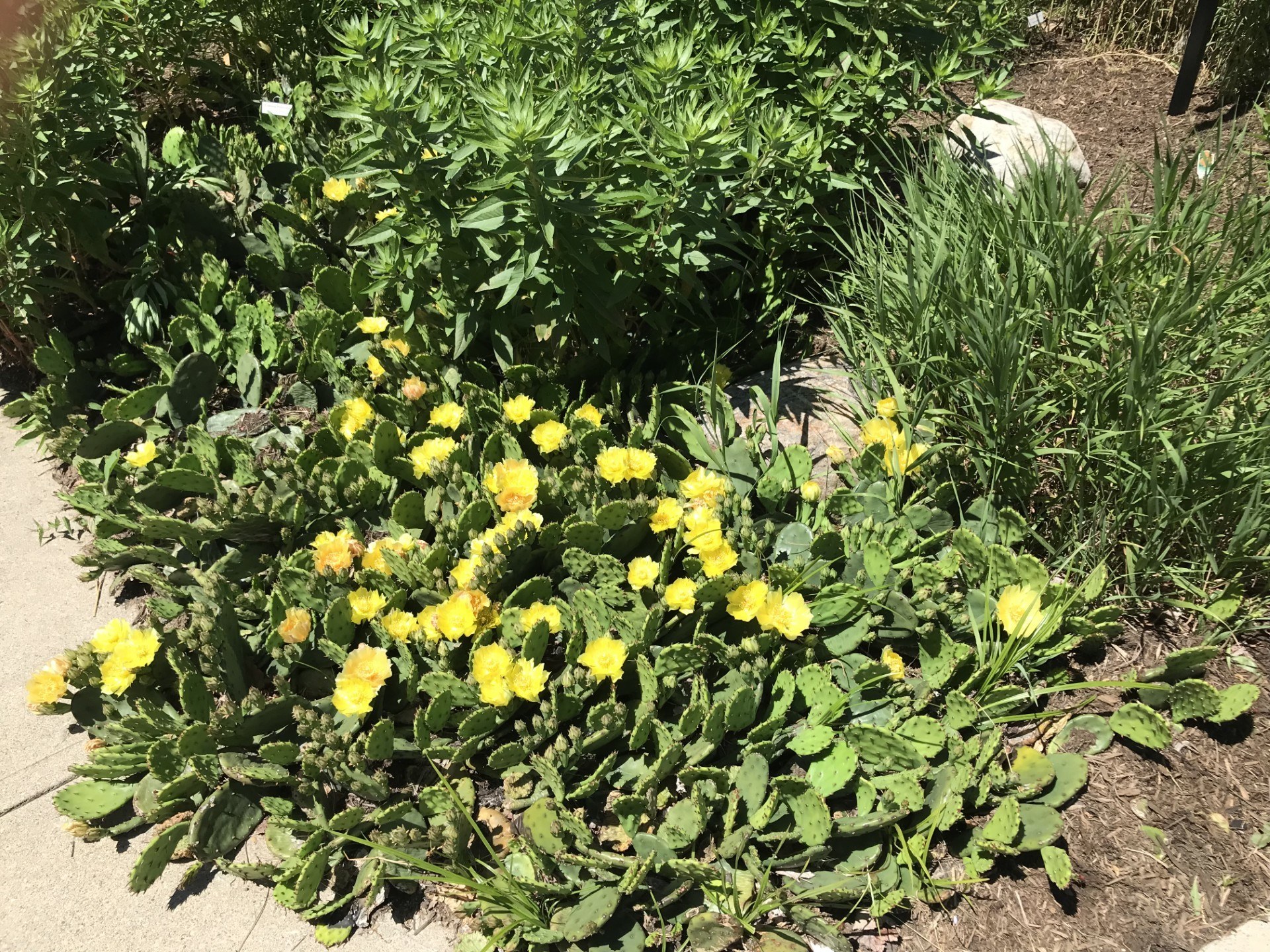 native-prairie-cacti