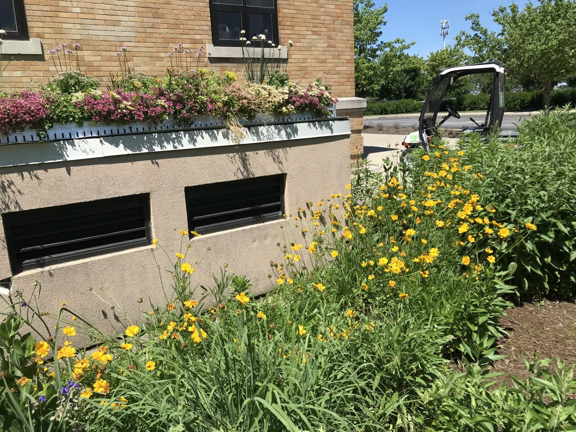 native-prairie-flowers-green-roof