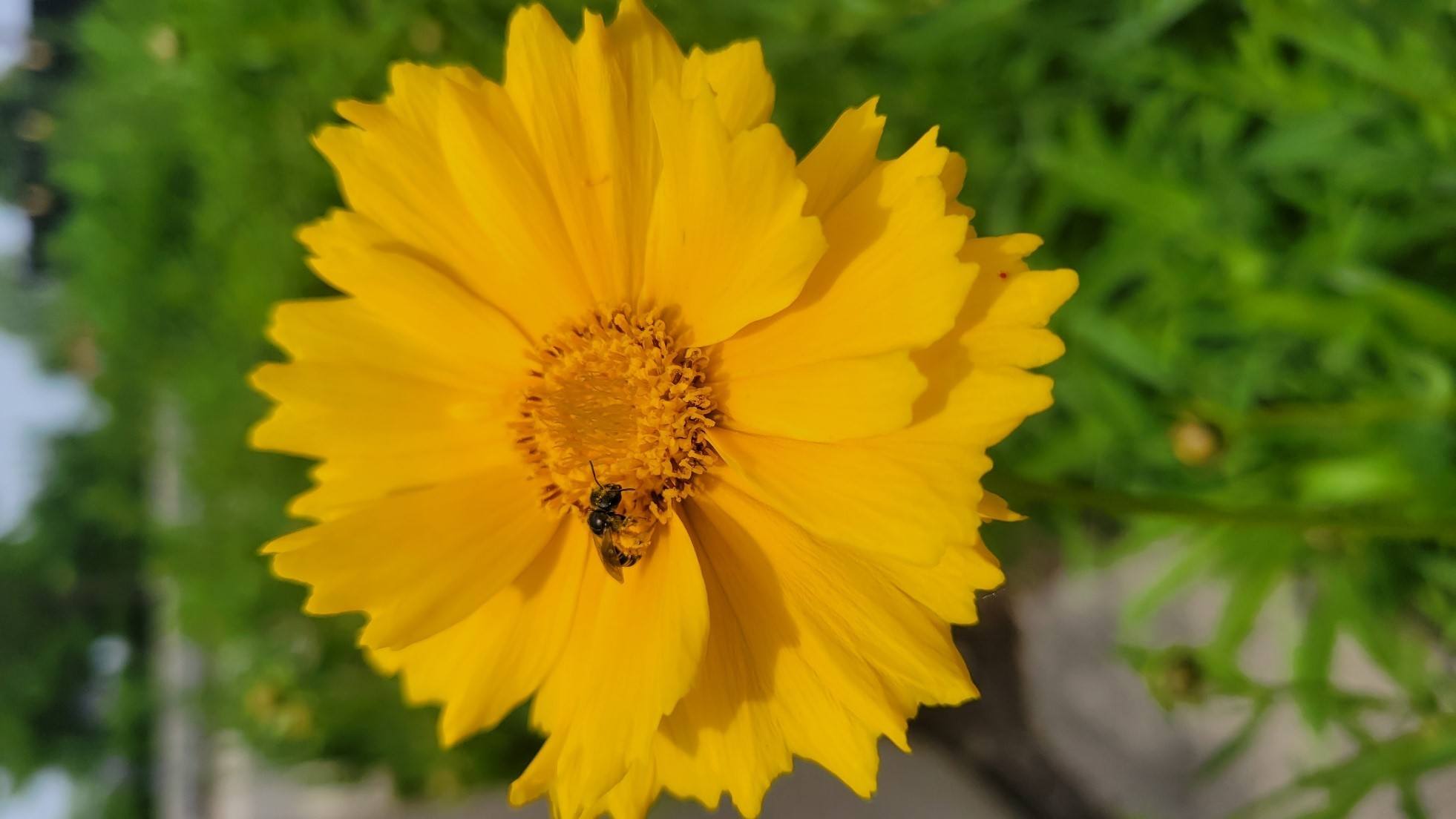 shatzel prairie garden coreopsis bloom