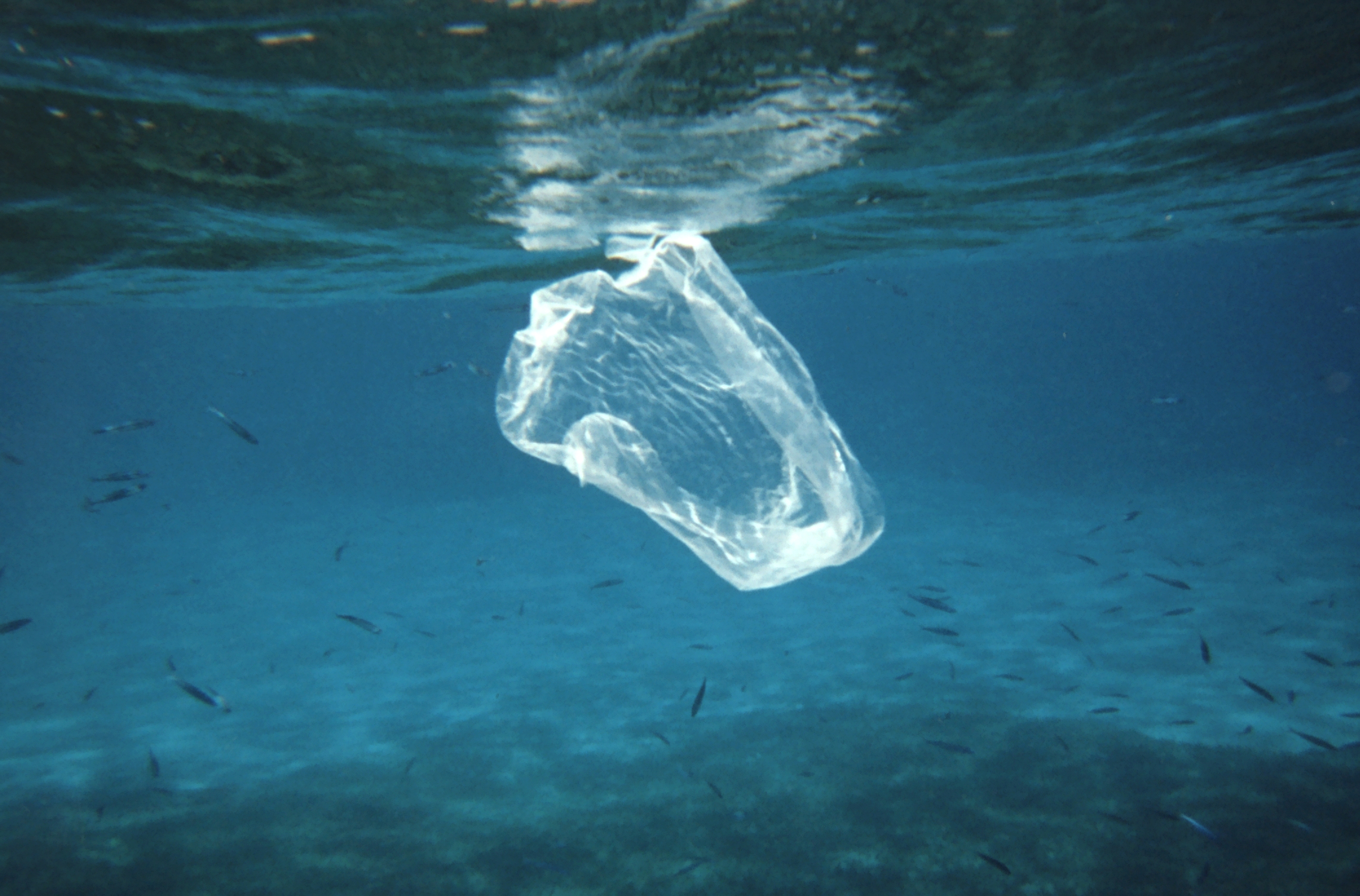ocean-poluttion-newsletter-2