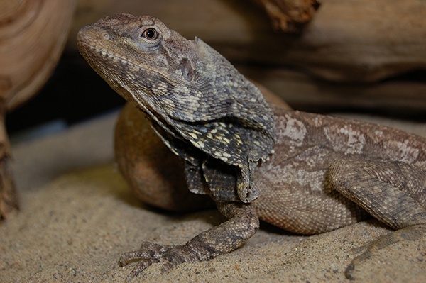 Frilled Dragon