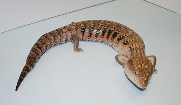 northern blue tongued skink 1