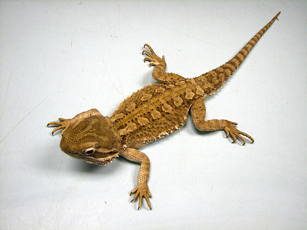 Rankin's Dragon