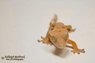 crested gecko Ashleigh Rothrock 1