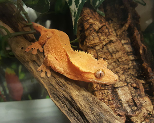 crested gecko Nadya Mirochnitchenko 1