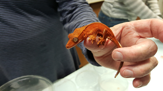 crested gecko Nadya Mirochnitchenko 2
