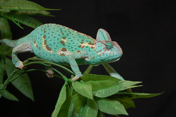 Veiled Chameleon