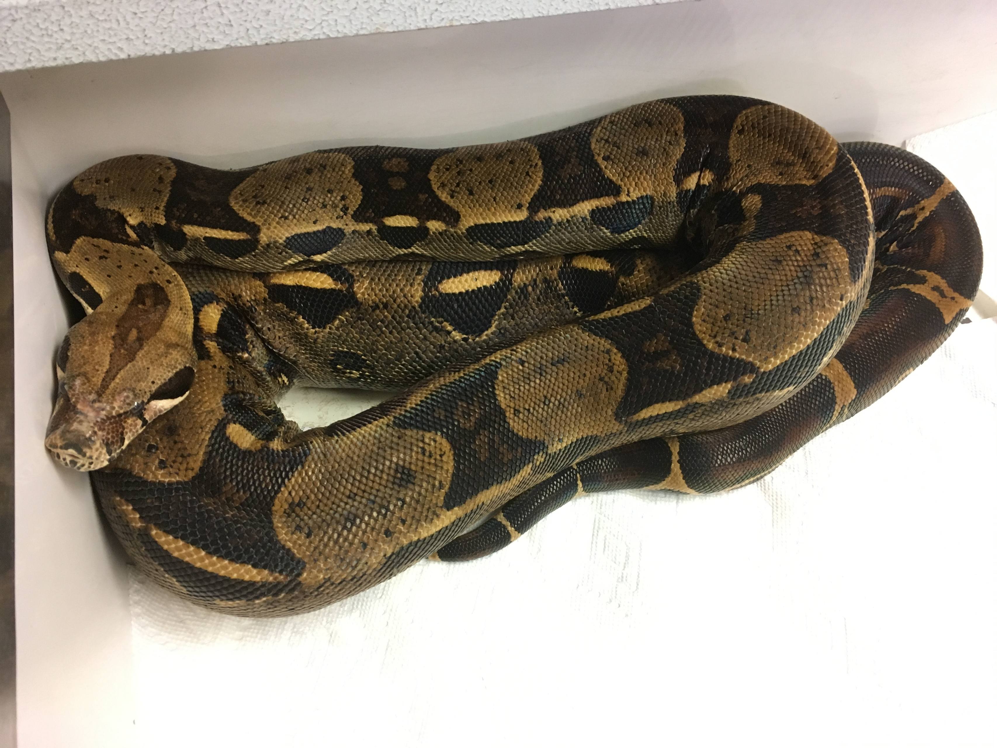 Boa Constrictor