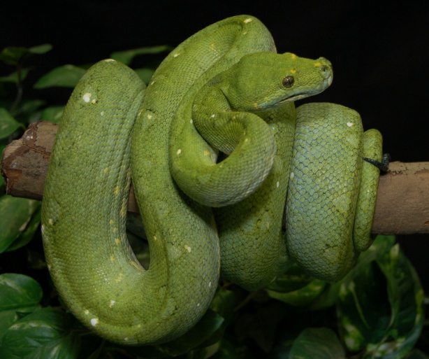 Green Tree Python