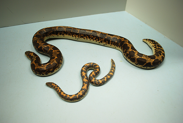 Kenyan Sand Boa