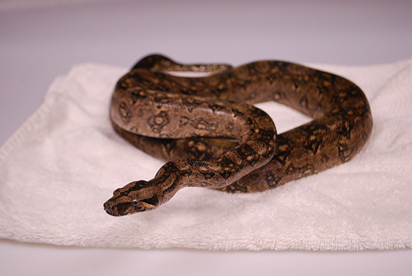 Tarahumara Mexico Boa