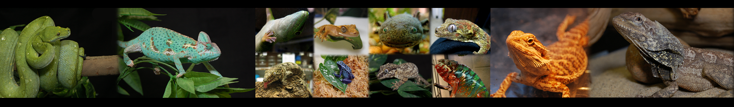 BGSU Herpetarium