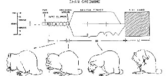 rodents during complex action sequences 