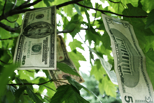 Dollar bills hanging from tree branches 