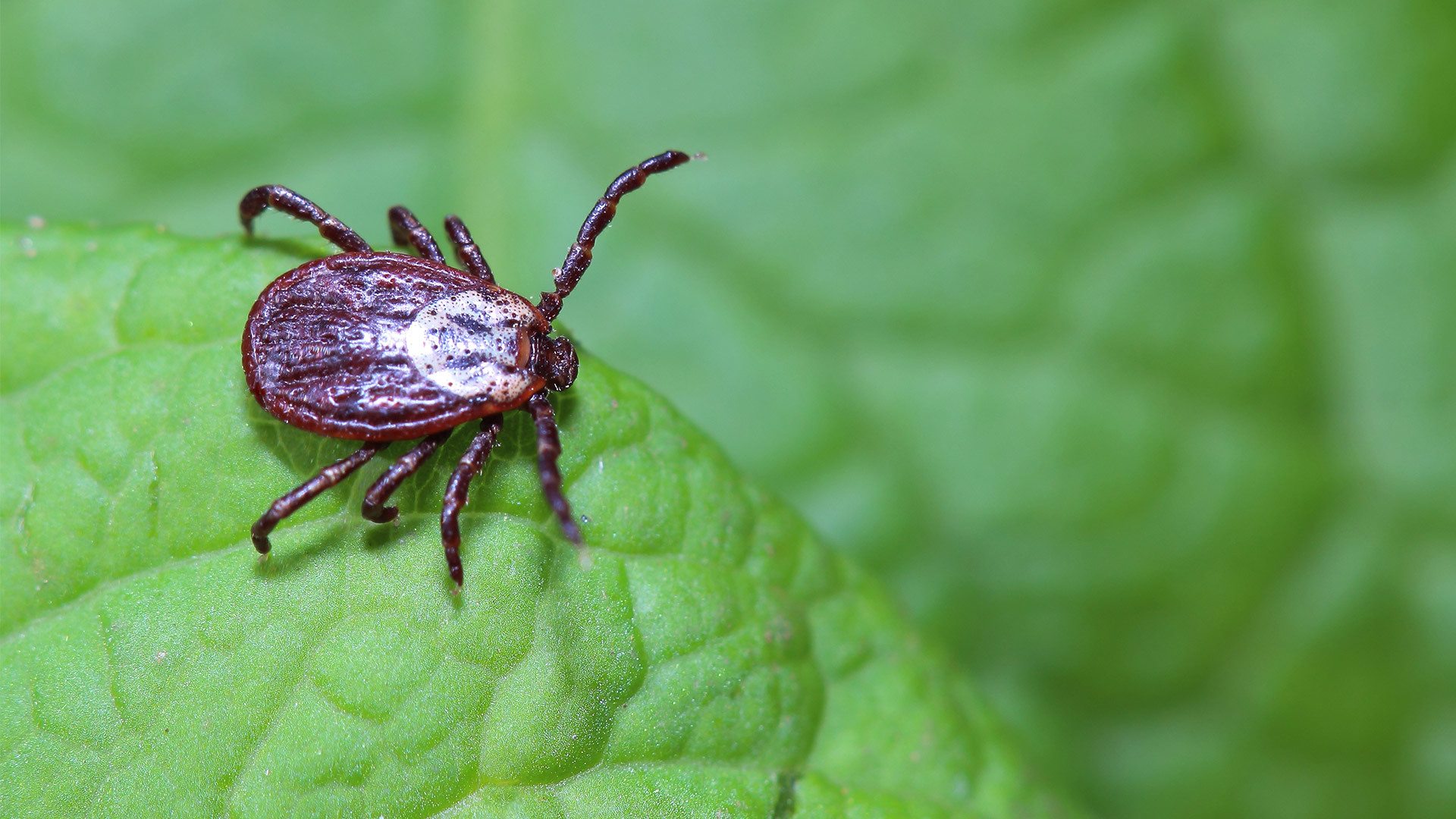 ticks
