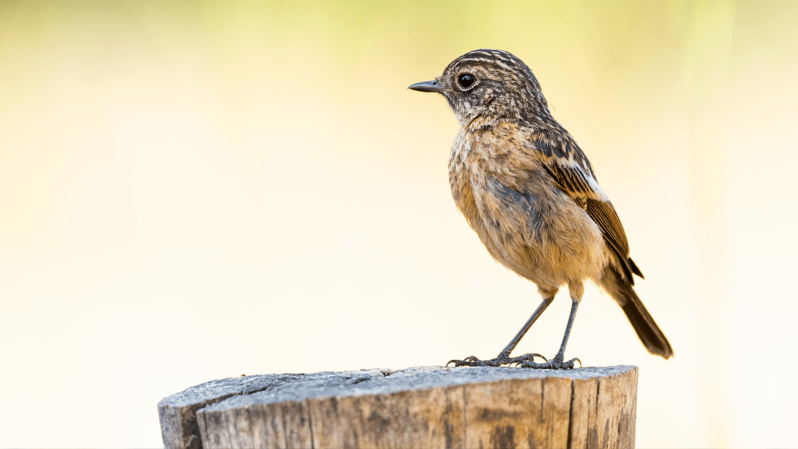 Little bird sits on a tree stub
