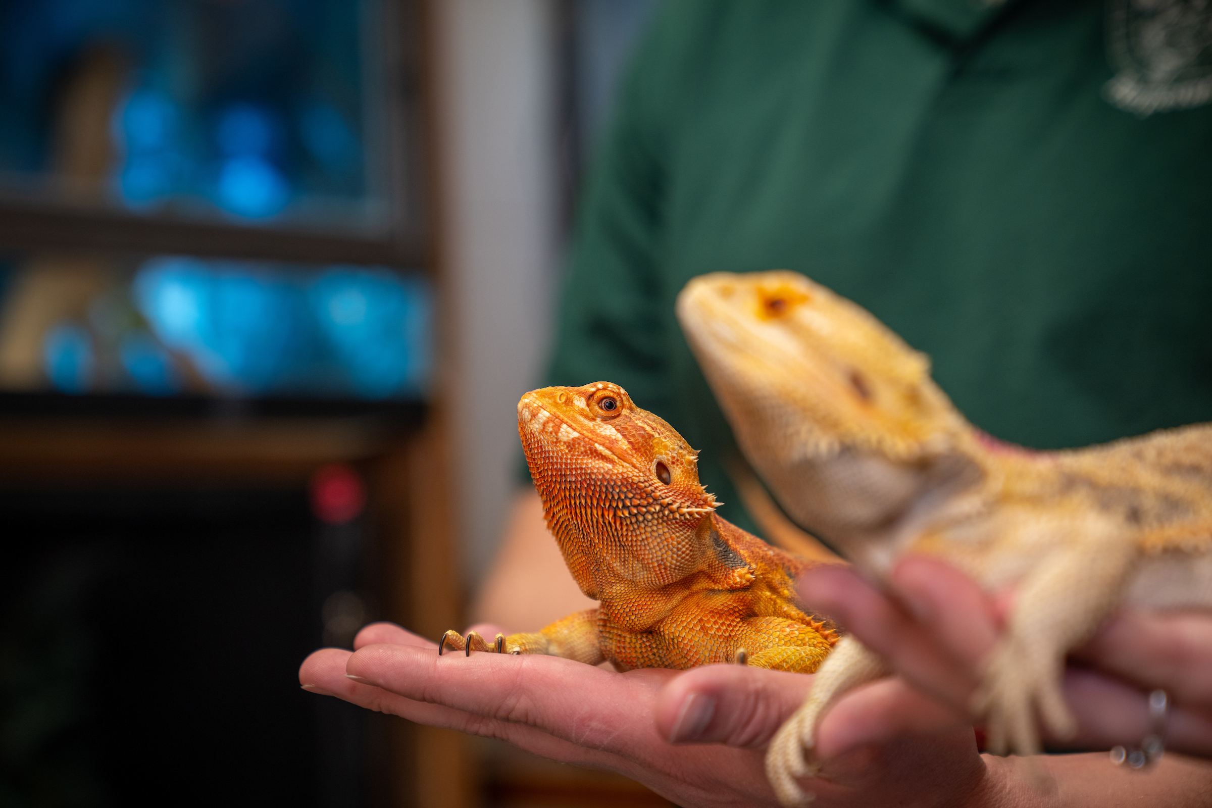 Two bearded dragons being held
