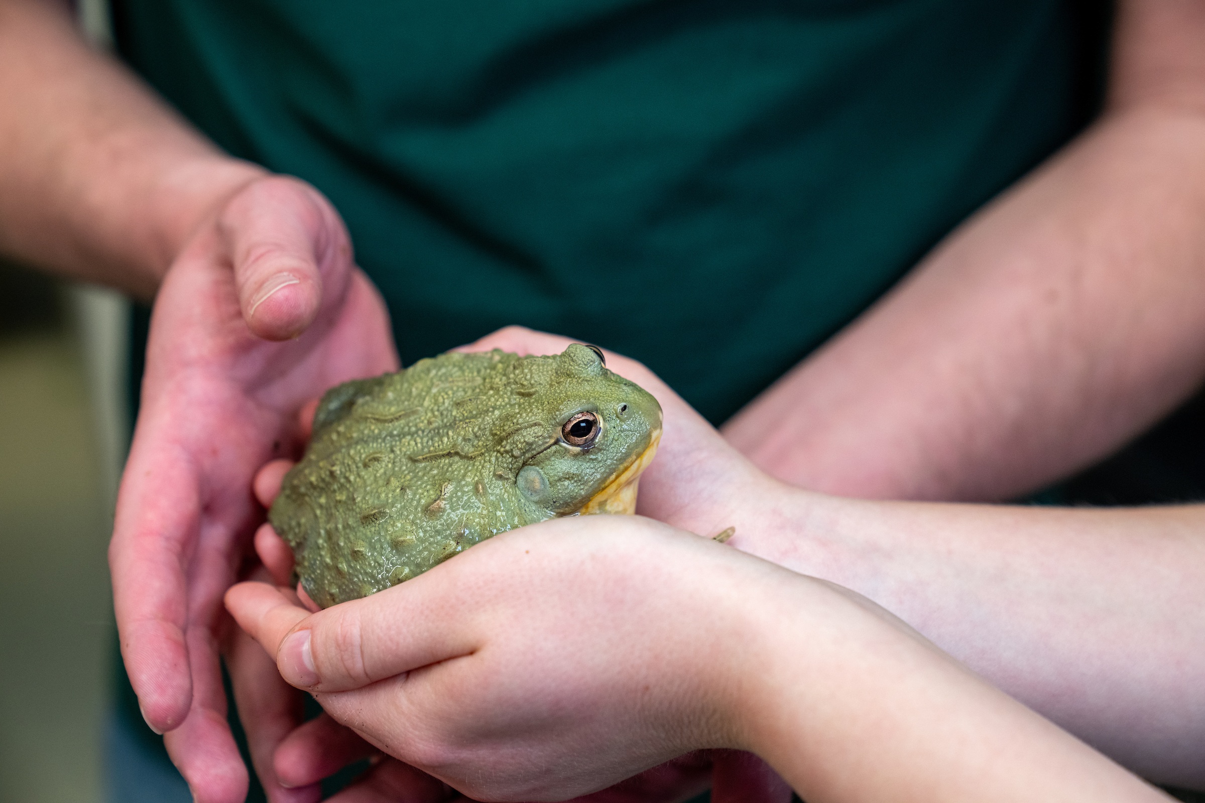 A person holds a frog in her hands