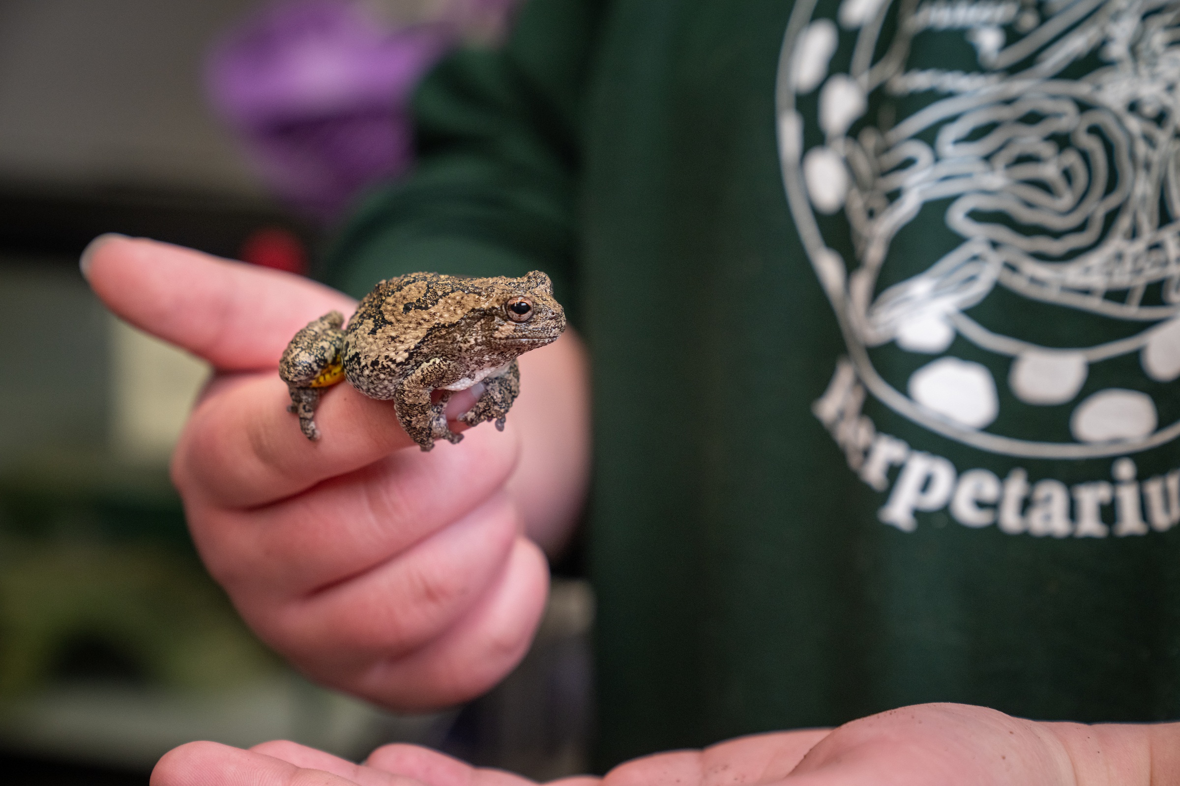 A toad rests on a person's finger
