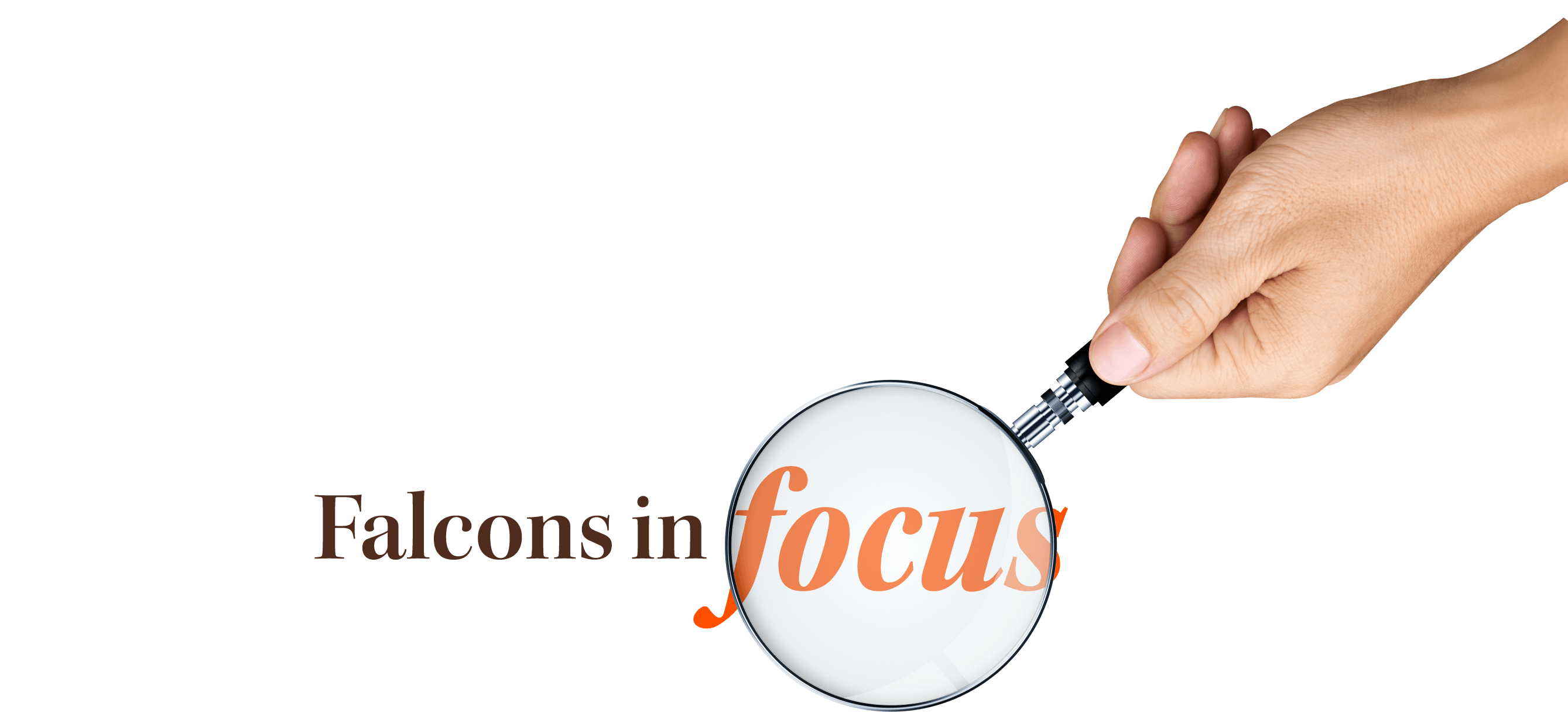 Falcons in Focus