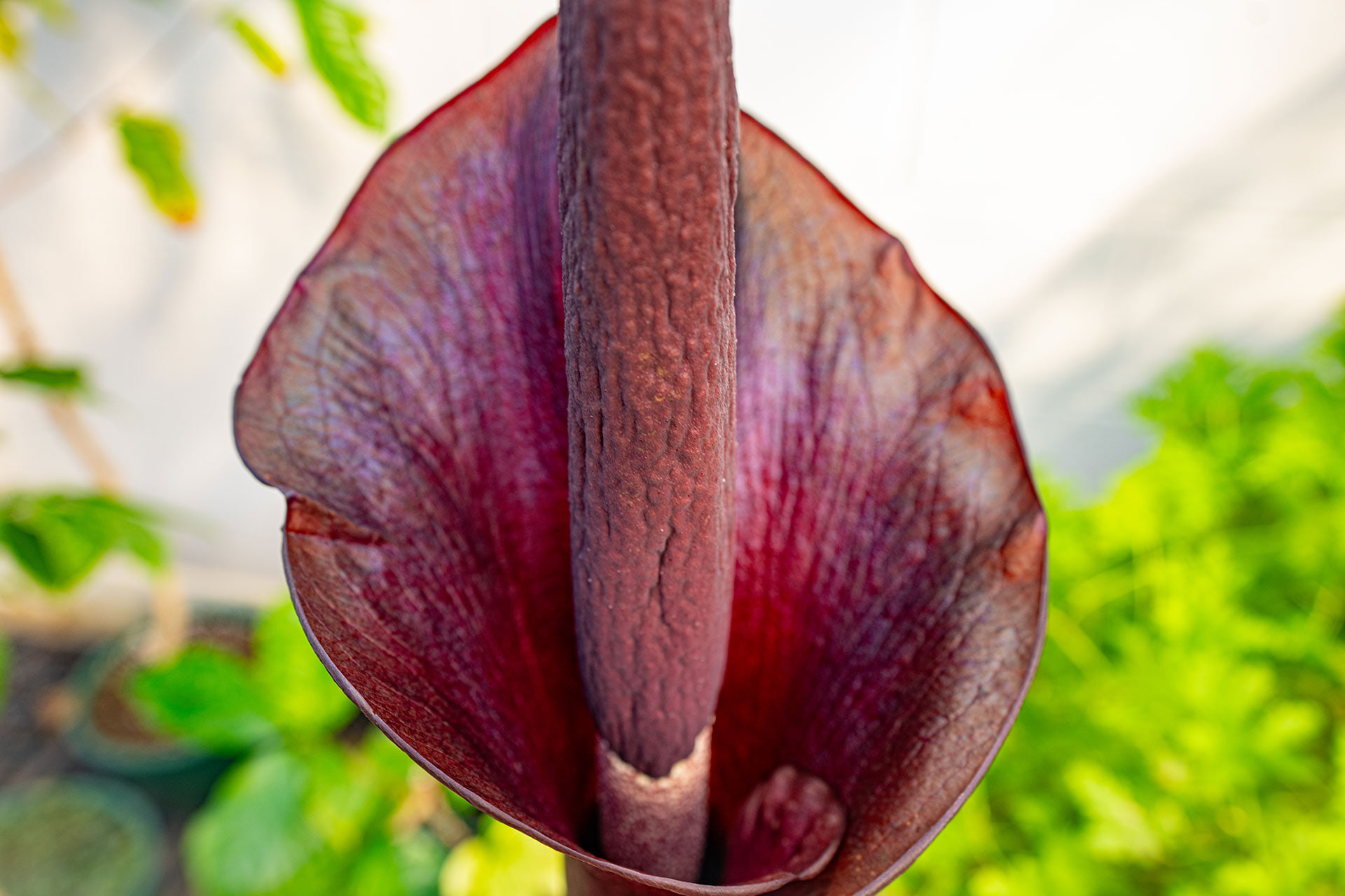 Voodoo Lily Bloming