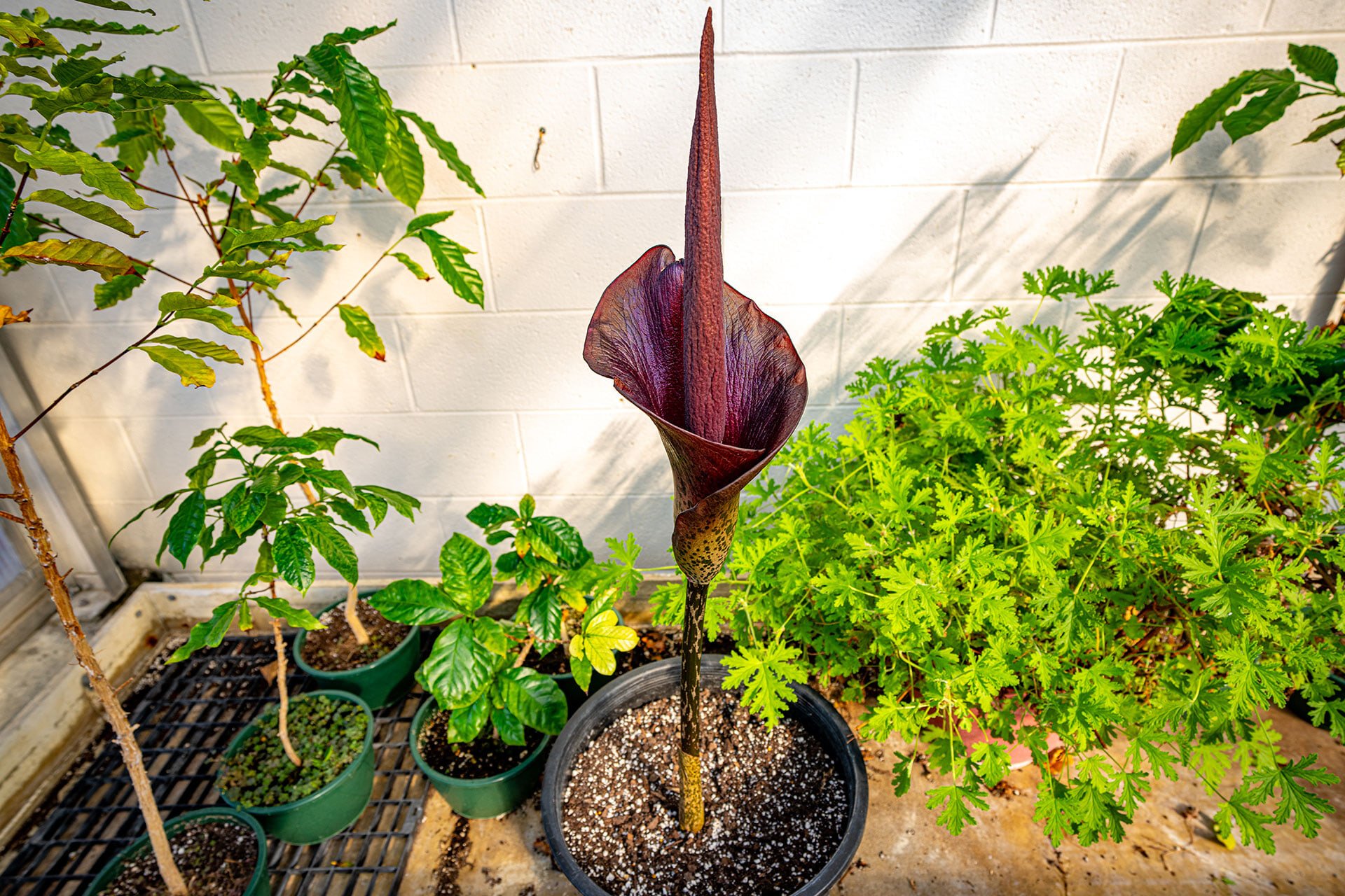 A Konjac plant that has bloomed.