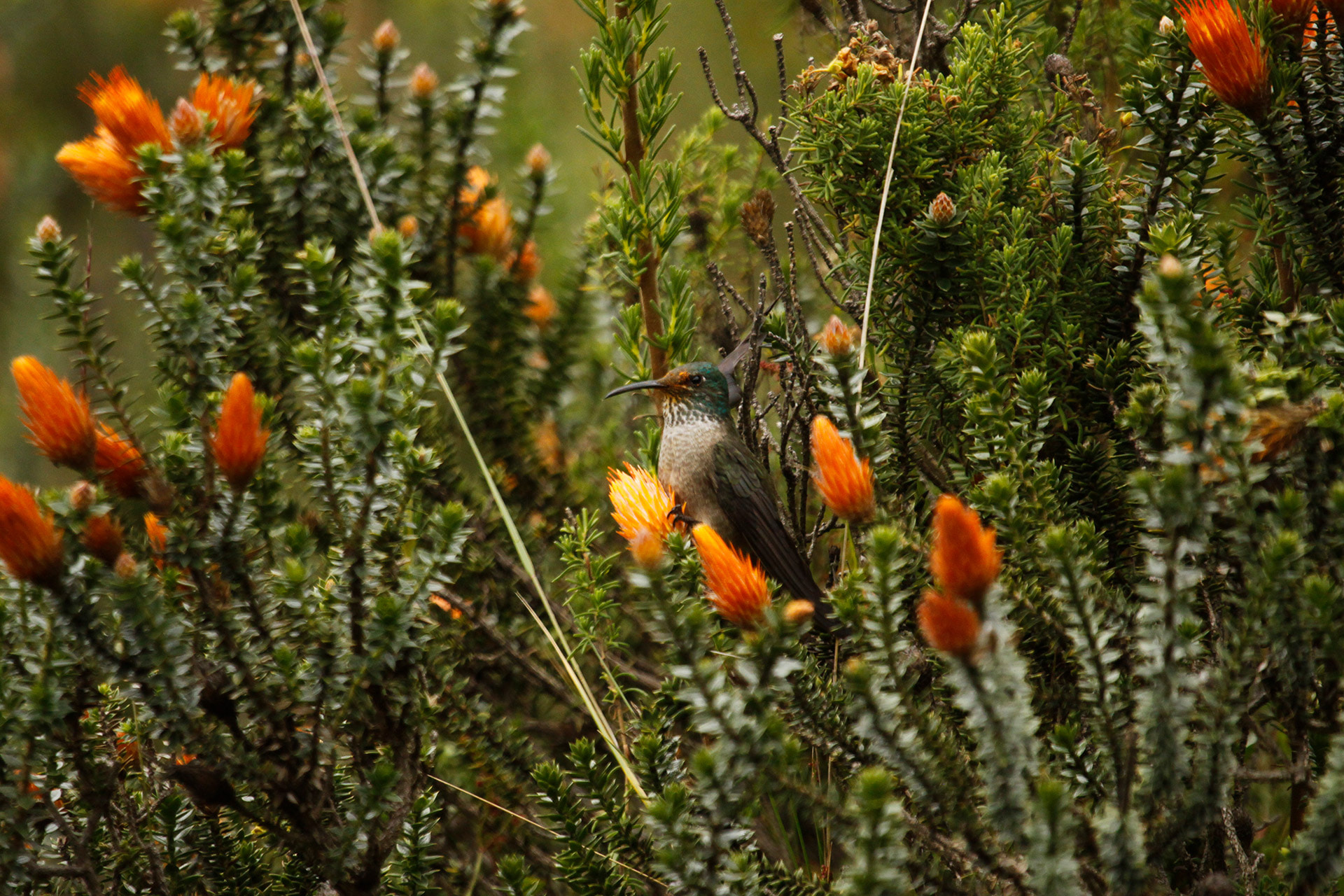 A hummingbird in a bush
