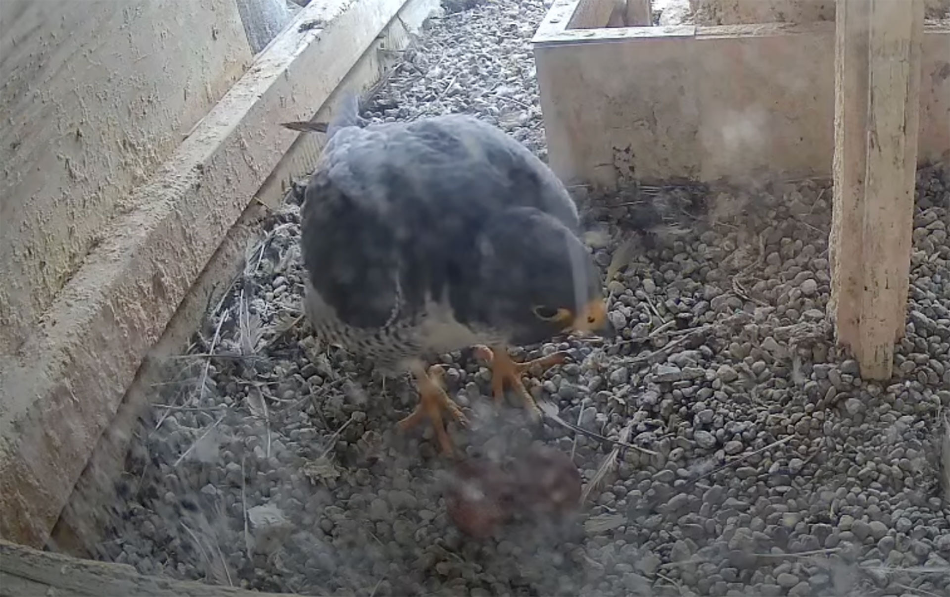 A still photo of a peregrine falcon and two eggs in the Wood County Courthouse clock tower.