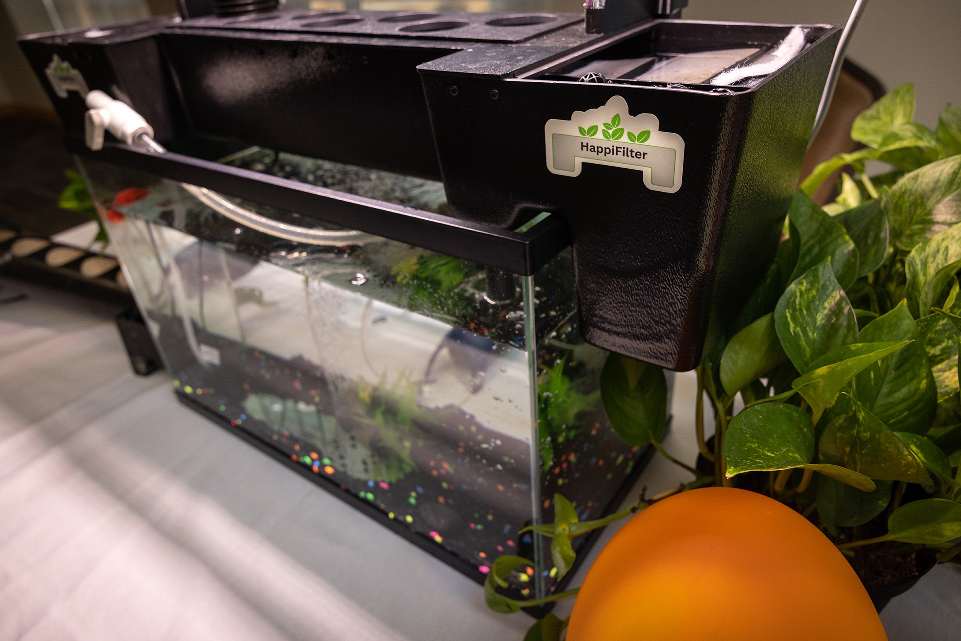 Picture of fish tank and aquaponic filter