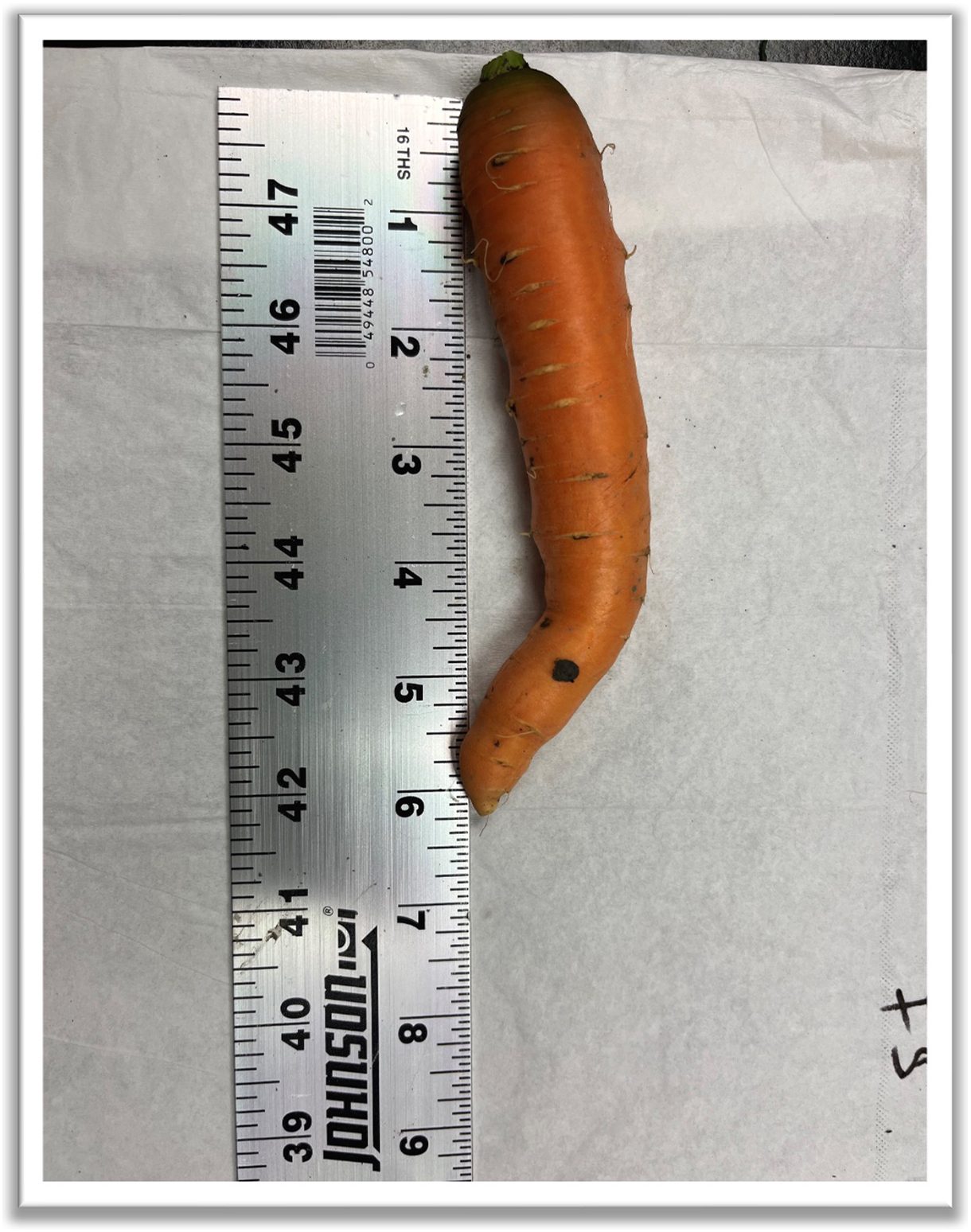 carrots-1