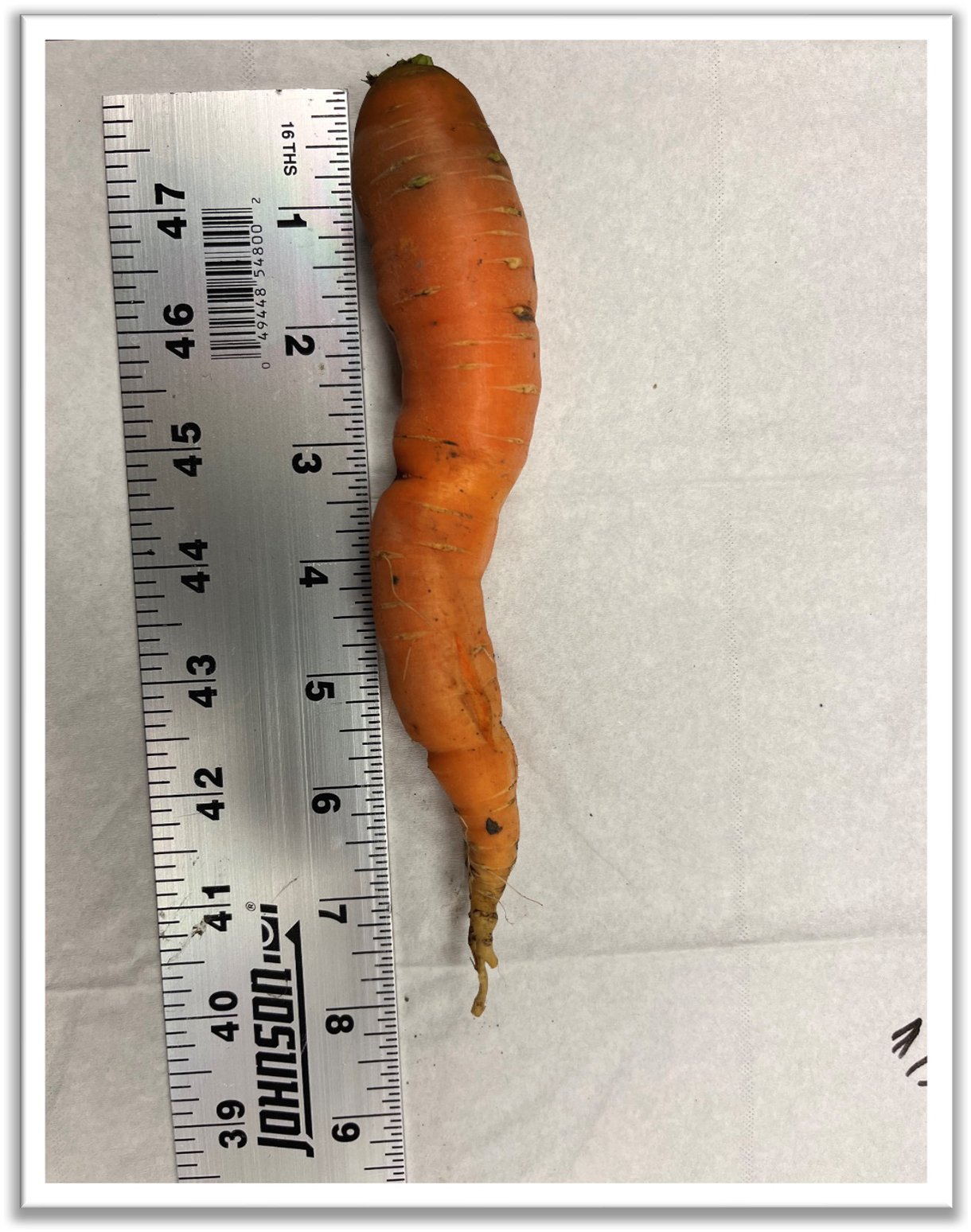 Carrots show improved growth with dredge.