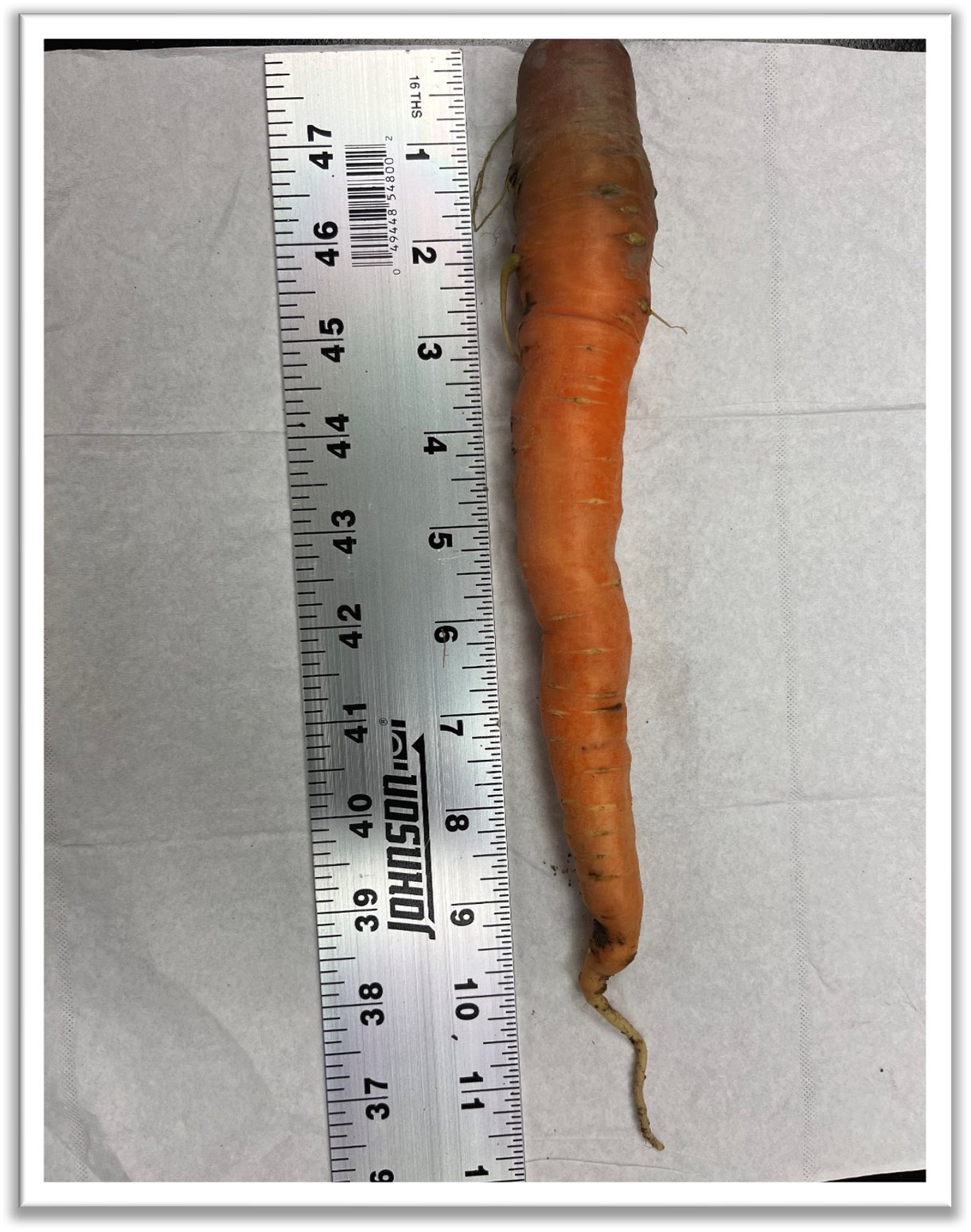Carrots show improved growth with dredge.