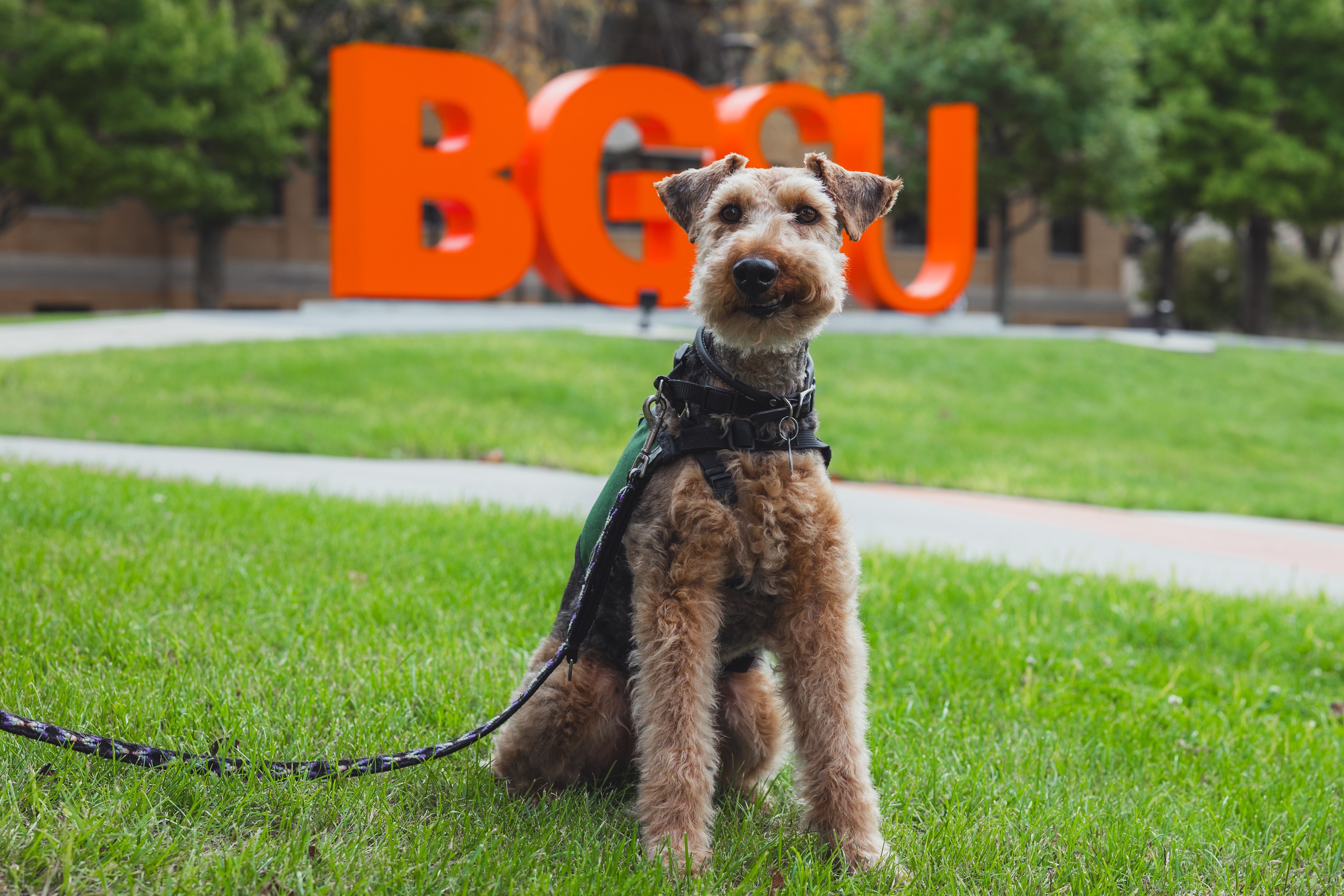 Dash, a Welsh Terrier, sitting in the grass on a sunny day.