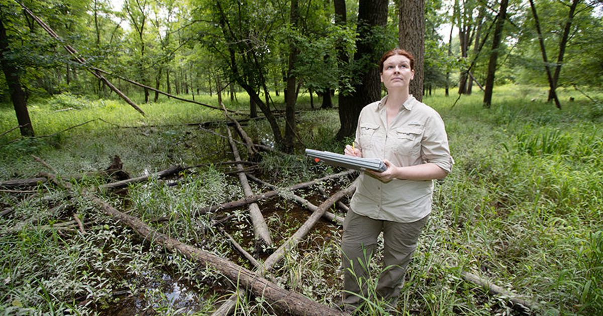 Fighting back against the emerald ash borer